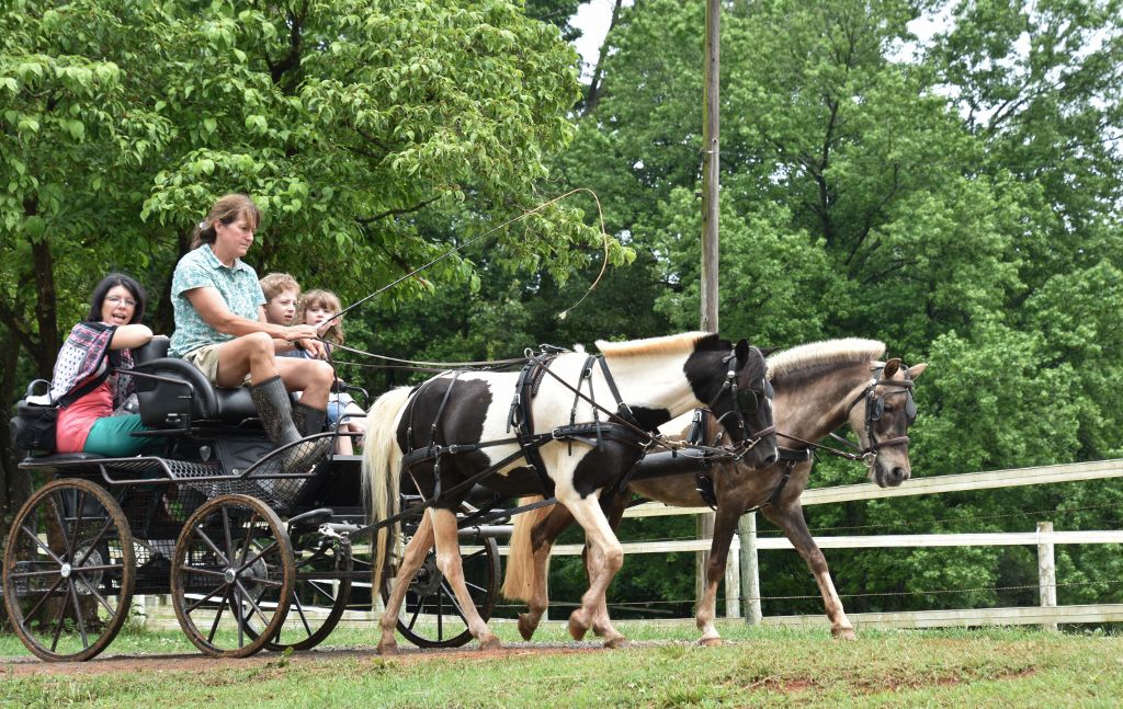 mimosa farm 2019 183 (1024x647).jpg